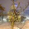 Рождество Христово. Литургия