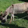 Праздничная пасхальная программа ч.1