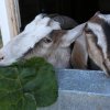Праздничная пасхальная программа ч.1