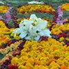 Успение Пресвятой Богородицы. Чин погребения