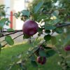 Рождество Богородицы