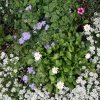 Рождество Богородицы