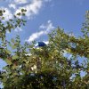 Успение Пресвятой Богородицы