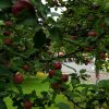 Преображение Господне. Литургия