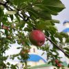 Преображение Господне. Всенощное бдение