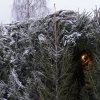 Рождество Христово
